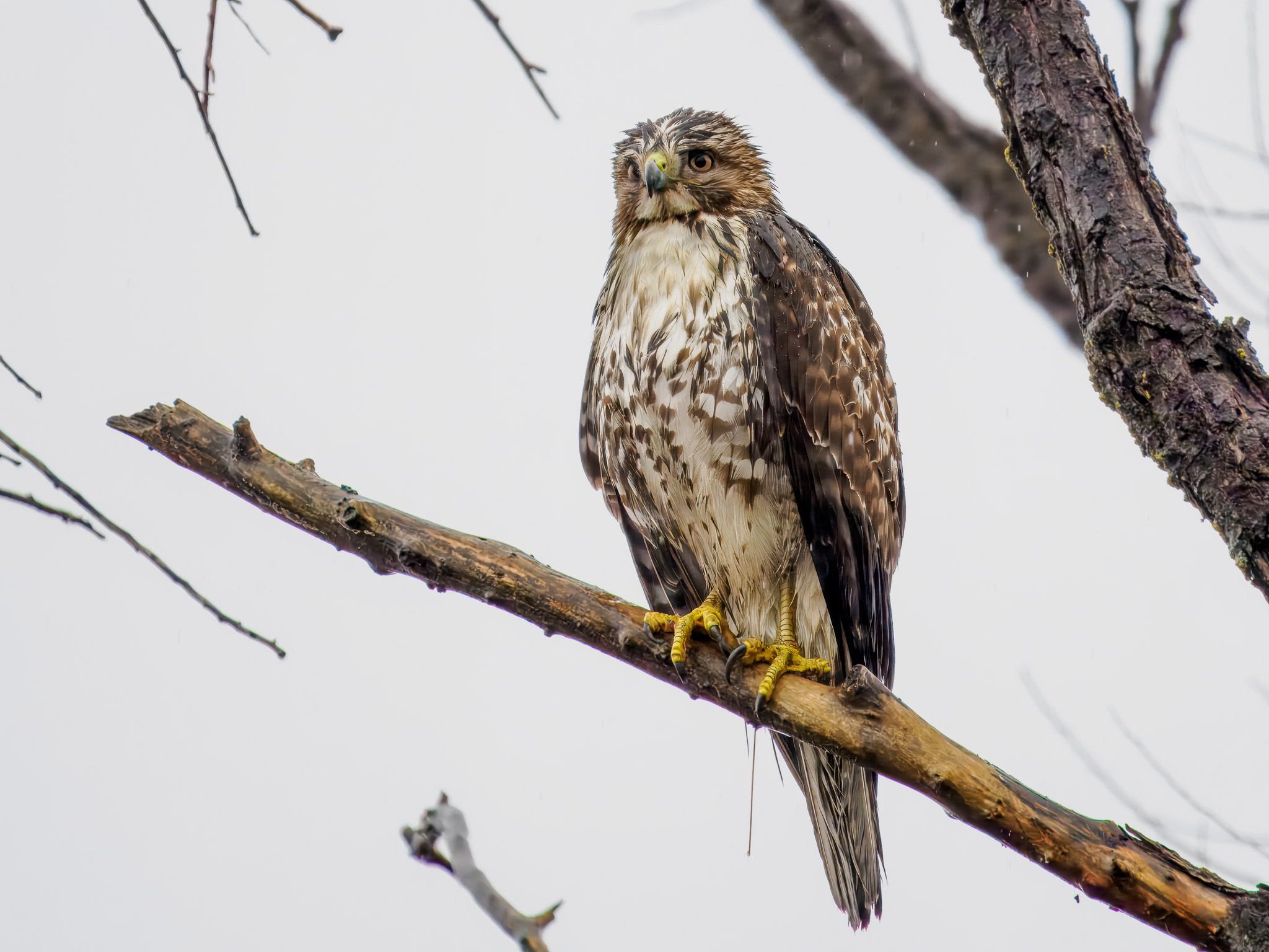 Buteo jamaicensis (Gmelin, 1788)
