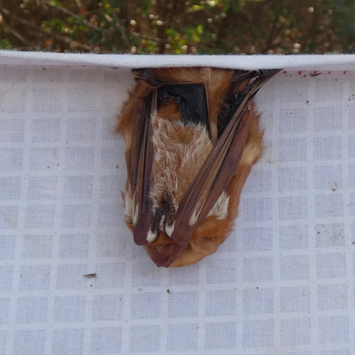 Eastern Red Bat observed by seangolden