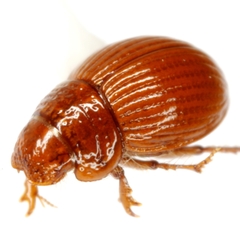 Geopsammodius unsidensis