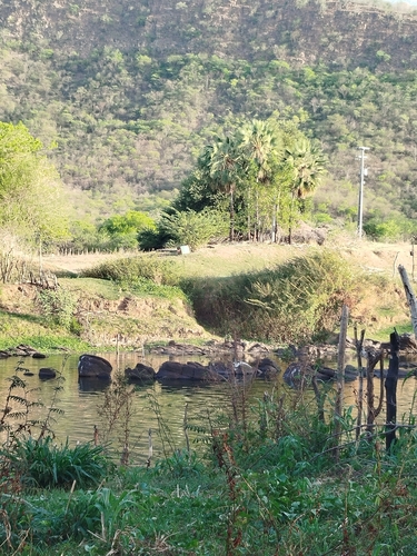 Foto de carnaúba