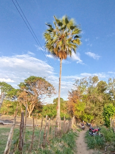 Foto de carnaúba