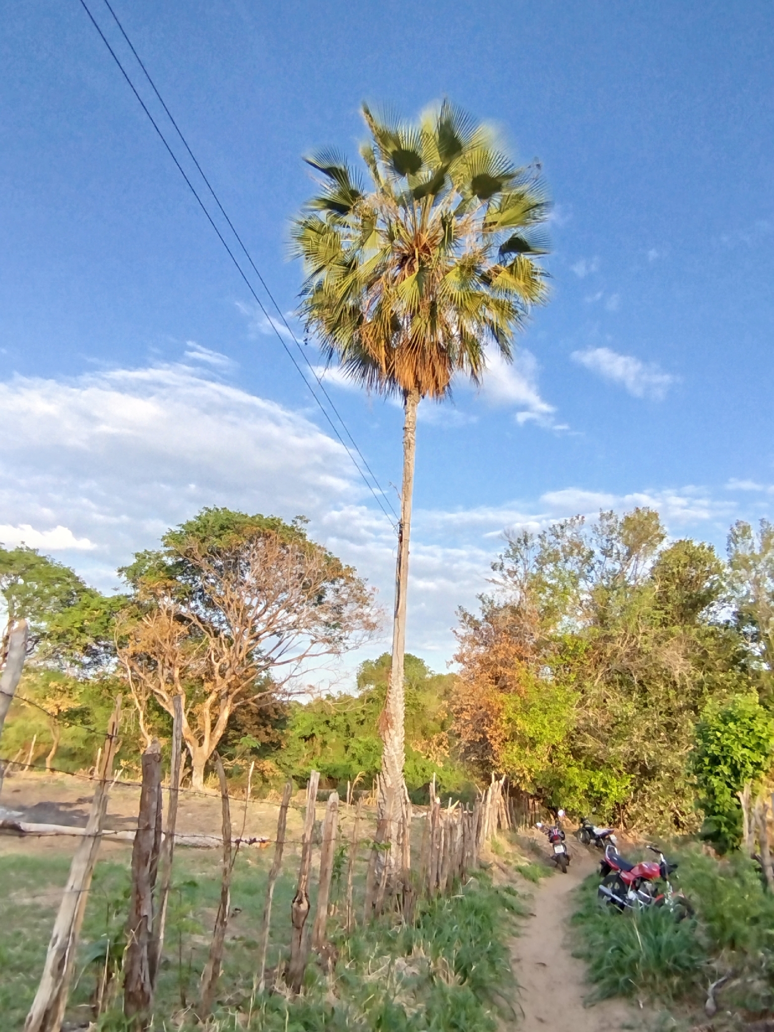 Carnauba palm