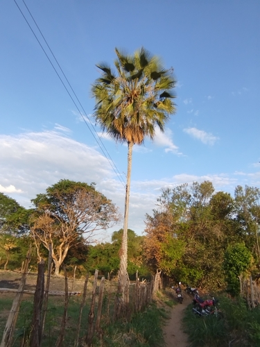 Foto de carnaúba