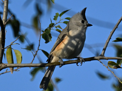 Black-crested Titmouse (Baeolophus atricristatus)