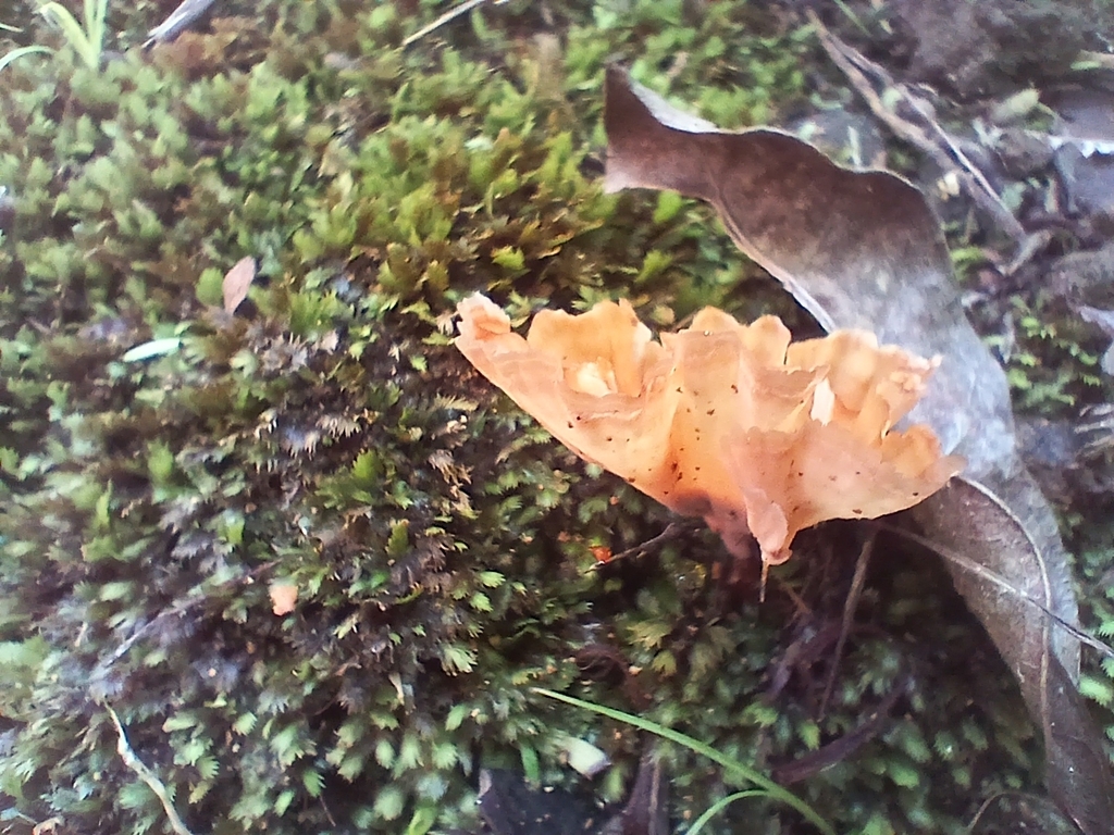 Podoscypha petalodes · January 2026 · photo: © mphnz (iNaturalist, cc0)