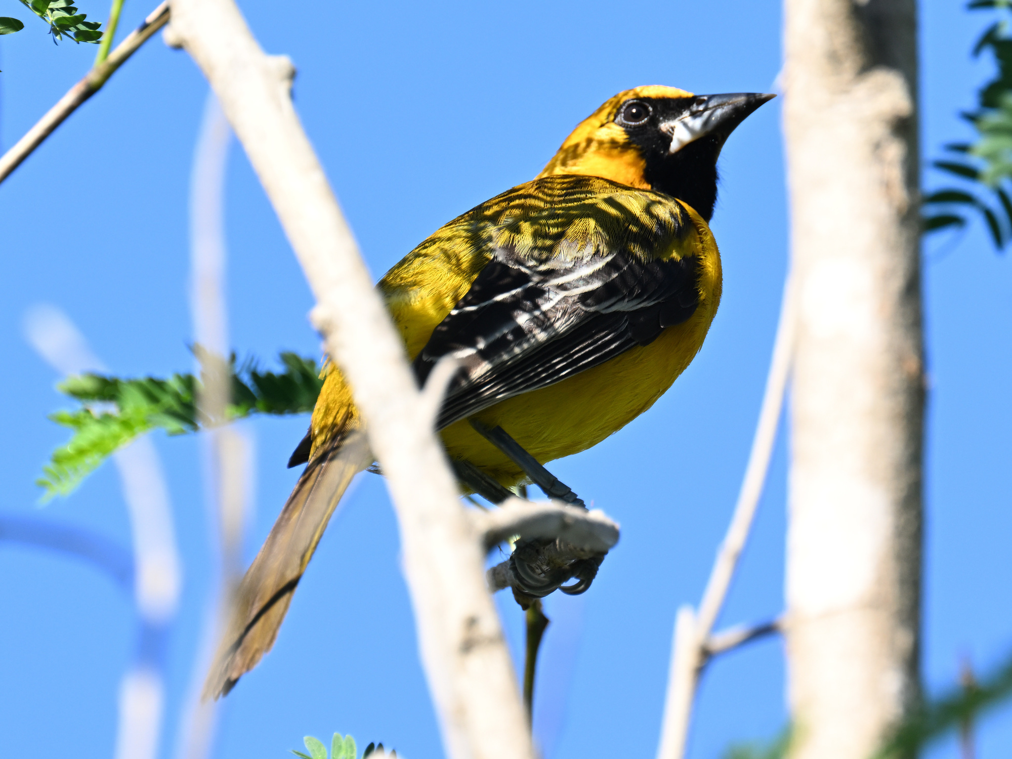 Altamira Oriole (Icterus gularis), photo 2