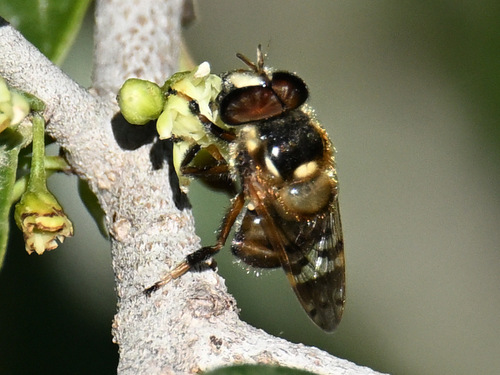 Woolly Bromeliad Fly photo 5