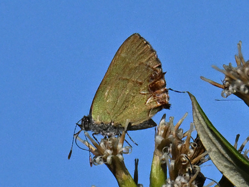 Telea Hairstreak photo 2
