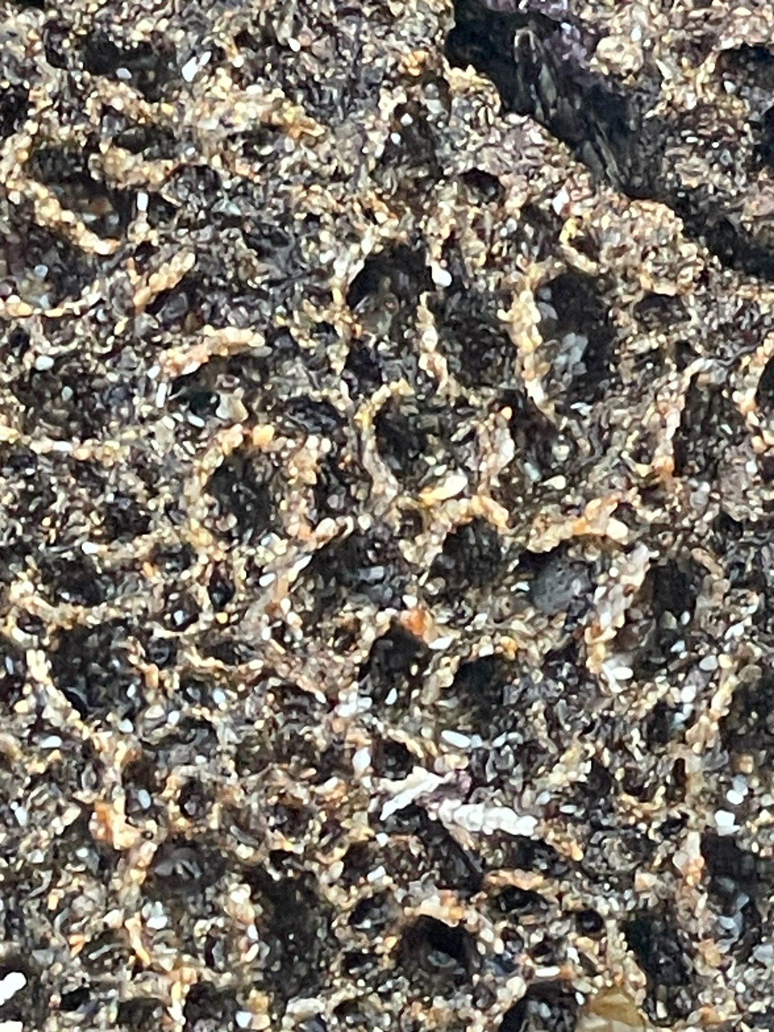 Phragmatopoma californica (Fewkes, 1889)