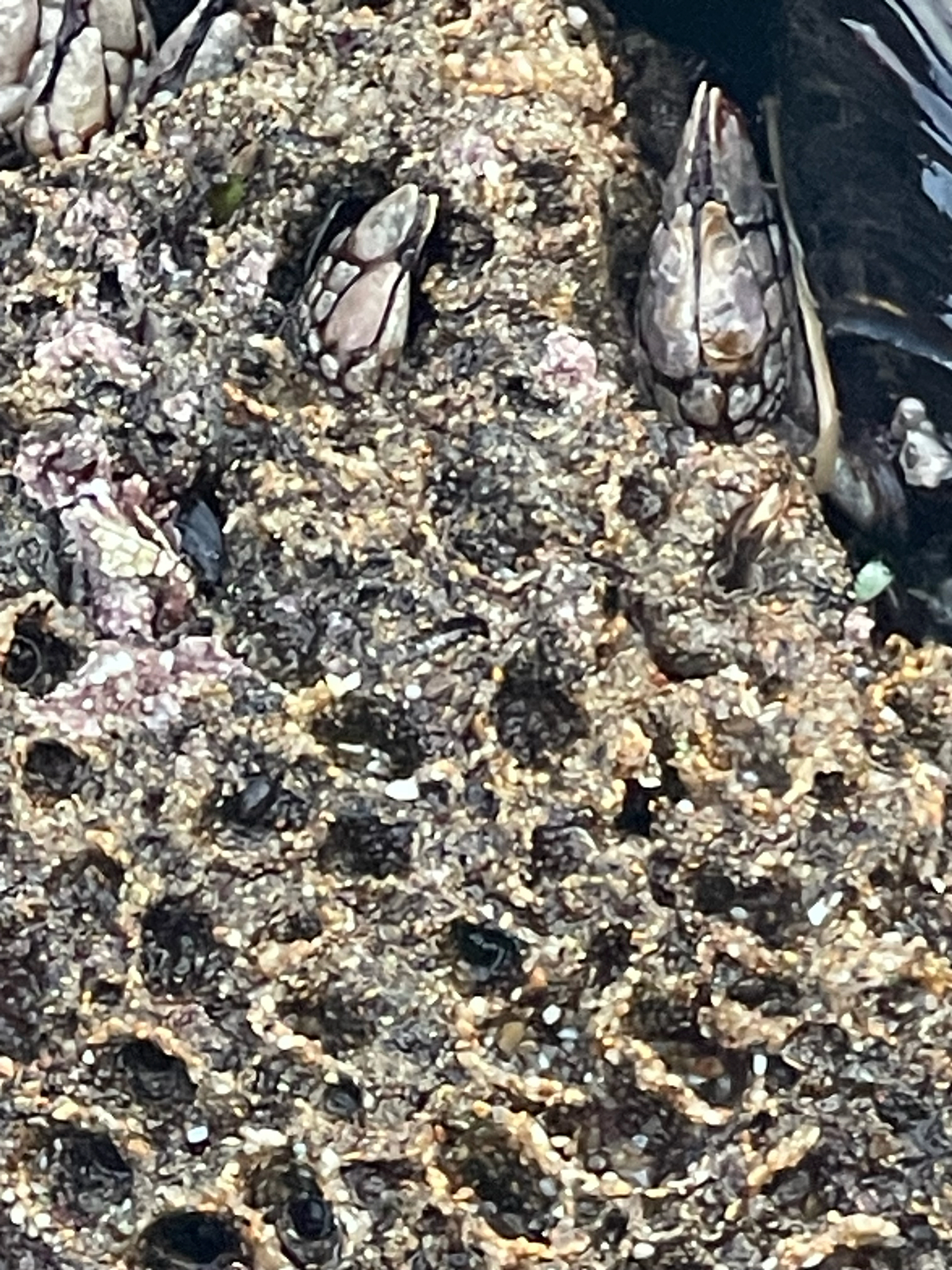 Phragmatopoma californica (Fewkes, 1889)