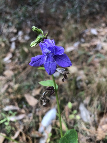 McVaugh's Lobelia (Lobelia ×)
