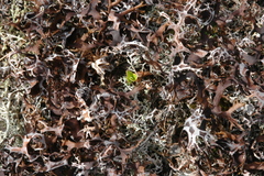 Masonhalea richardsonii