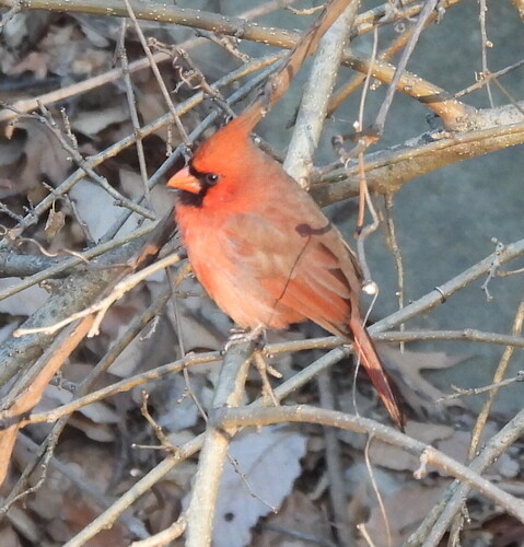 Northern Cardinal (Cardinalis cardinalis), photo 6