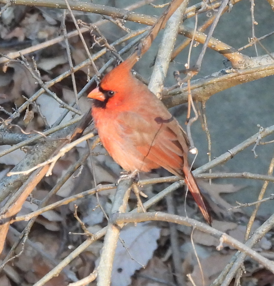 Northern Cardinal (Cardinalis cardinalis), photo 6