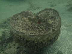 Ircinia campana