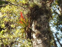Tillandsia