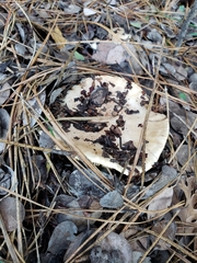 Tricholoma manzanitae