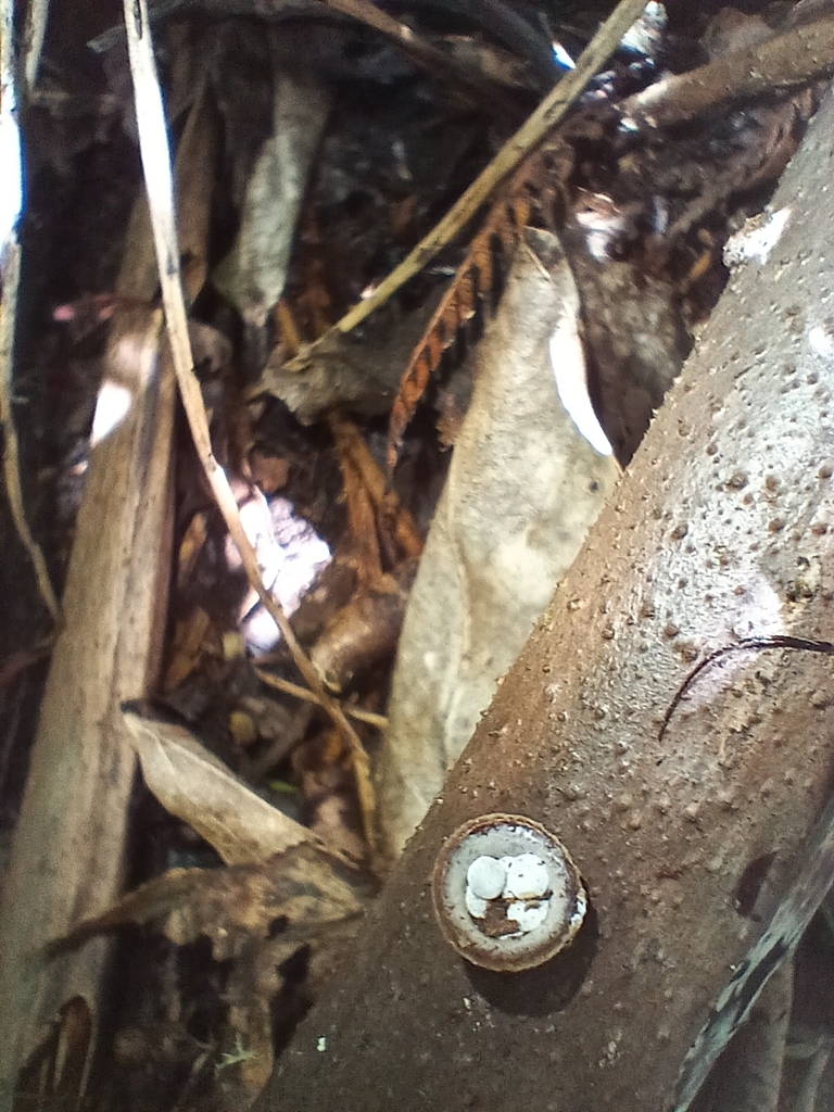 Crucibulum simile · January 2026 · photo: © mphnz (iNaturalist, cc0)