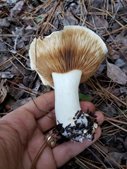 Tricholoma manzanitae