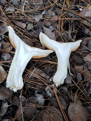 Tricholoma manzanitae