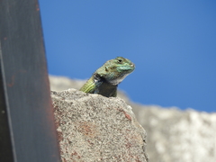 Sceloporus hondurensis