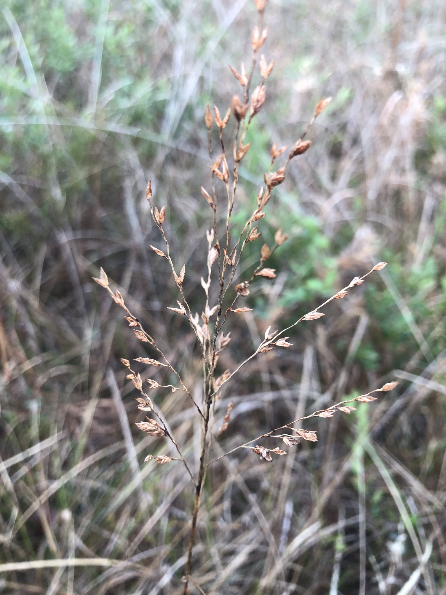 Pine Barren Fluffgrass (Tridens ambiguus)
