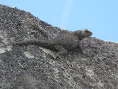 Sceloporus hondurensis