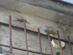 Sceloporus hondurensis