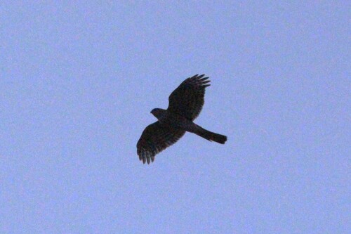 Sharp-shinned Hawk (Accipiter striatus), photo 4