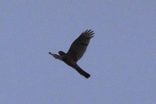 Sharp-shinned Hawk (Accipiter striatus), photo 5