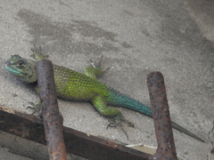 Sceloporus hondurensis