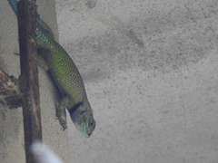 Sceloporus hondurensis