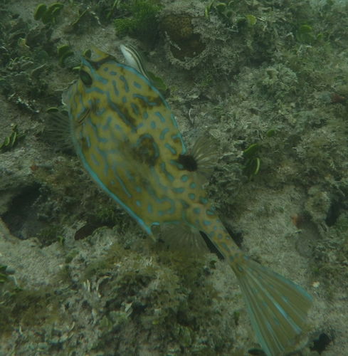 Scrawled cowfish (Acanthostracion quadricornis) — Ostraciidae — 5