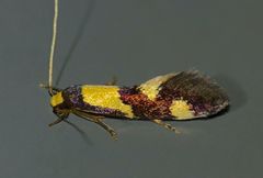 Opogona comptella