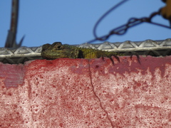 Sceloporus hondurensis