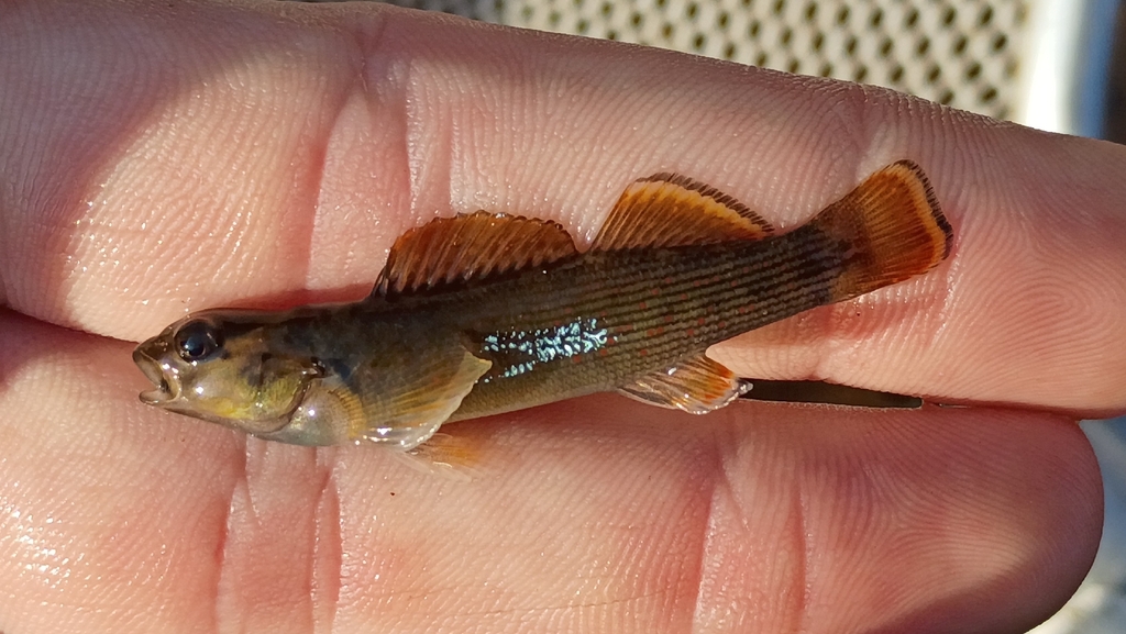 Bluebreast darter (Etheostoma camurum) — Percidae