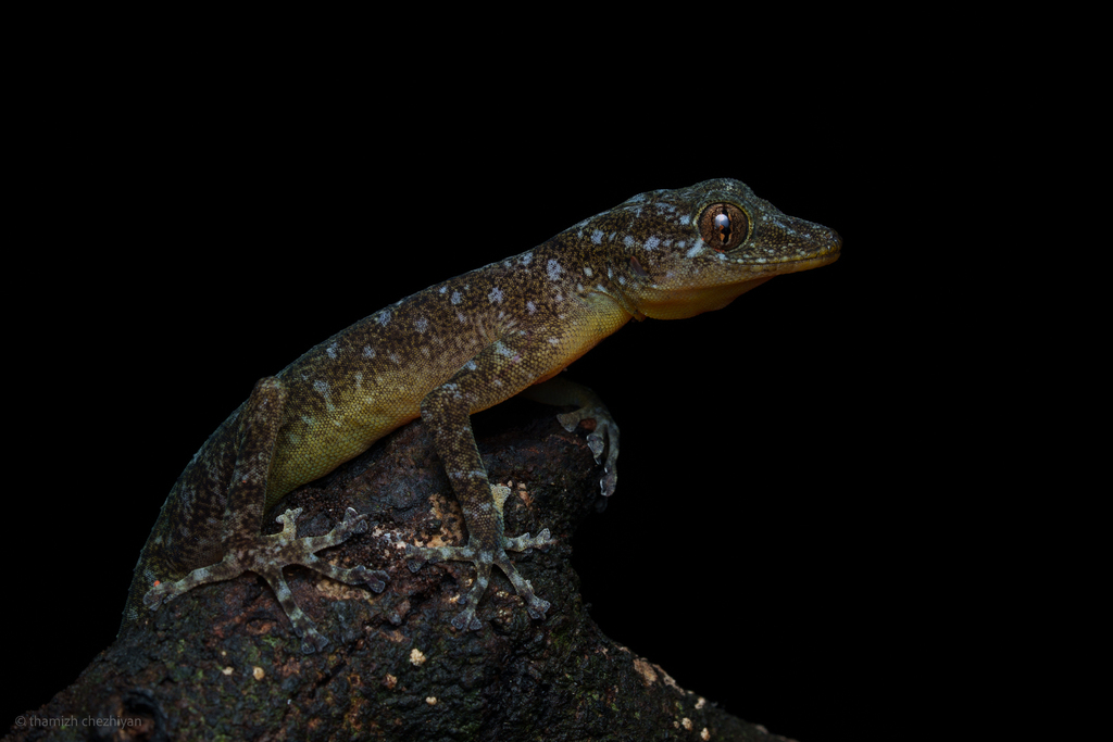Golden Geckos
