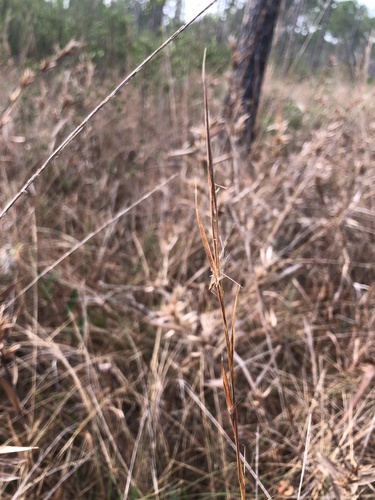 Narrowleaf Bluestem (Anatherum perangustatum)