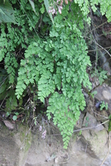 Adiantum tenerum