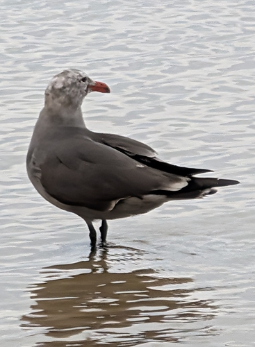 Heermann's Gull (Larus heermanni), photo 4
