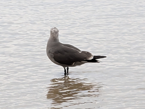 Heermann's Gull (Larus heermanni), photo 5