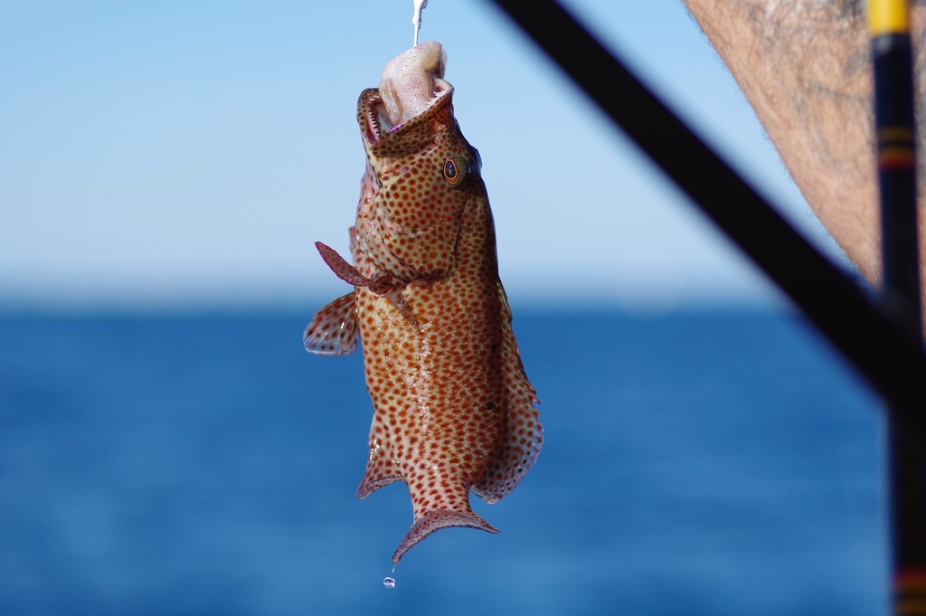 Coney (Cephalopholis cruentata) — Serranidae
