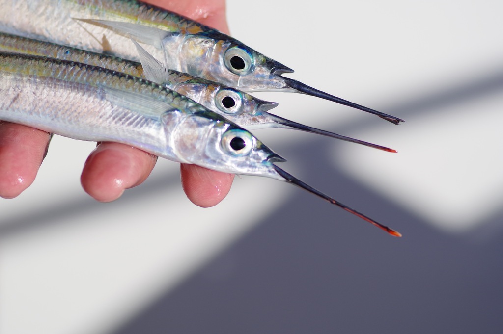 Ballyhoo halfbeak (Hemiramphus brasiliensis) — Hemiramphidae