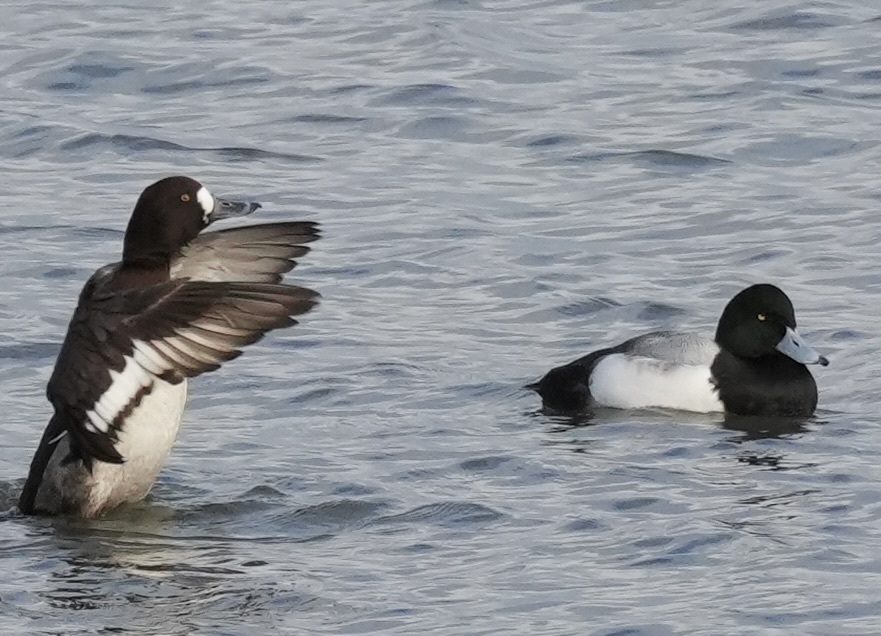 Greater Scaup (Aythya marila), photo 3