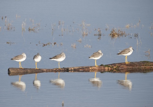 Greater Yellowlegs (Tringa melanoleuca), photo 6