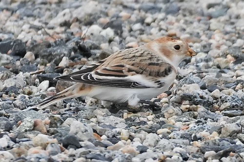 Snow Bunting (Plectrophenax nivalis), photo 3