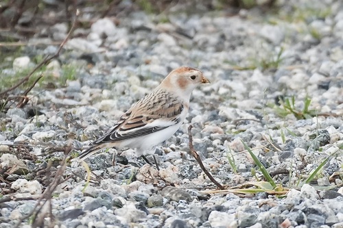 Snow Bunting (Plectrophenax nivalis), photo 4