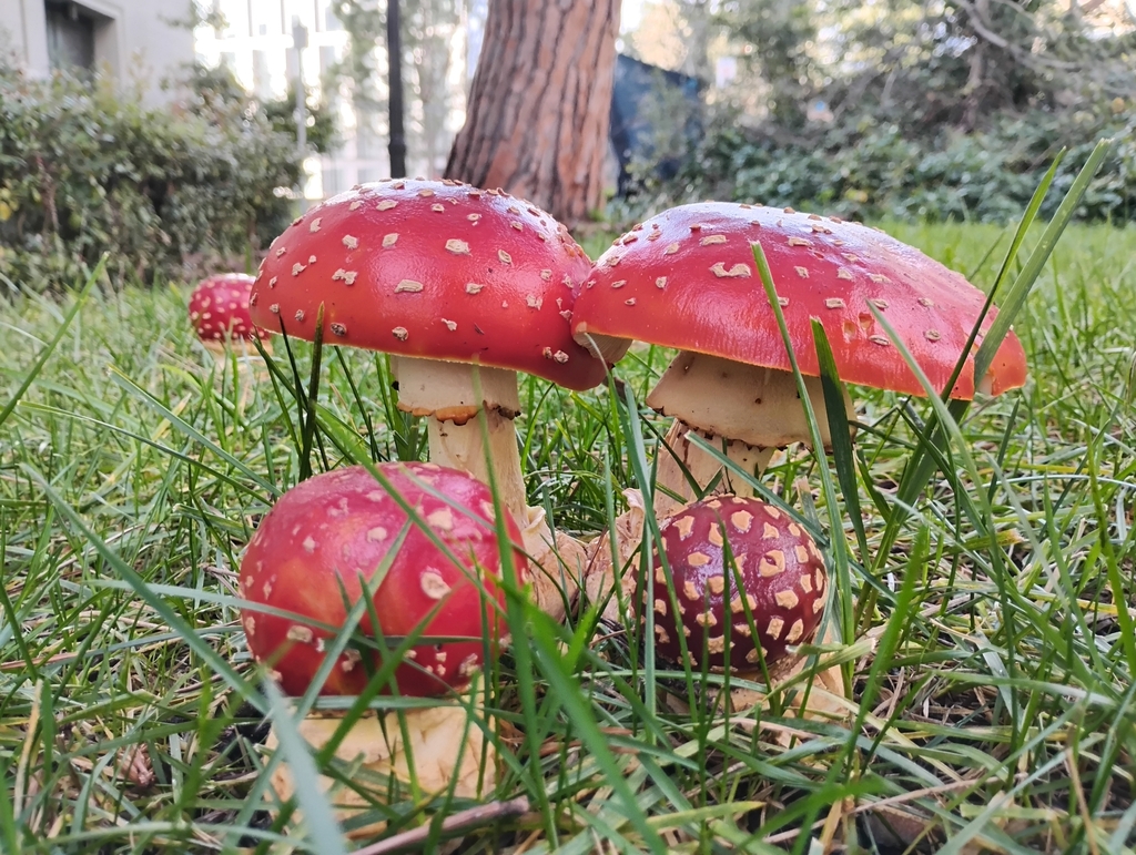 Amanita muscaria flavivolvata · January 2026 · photo: © pholroyd (iNaturalist, cc0)