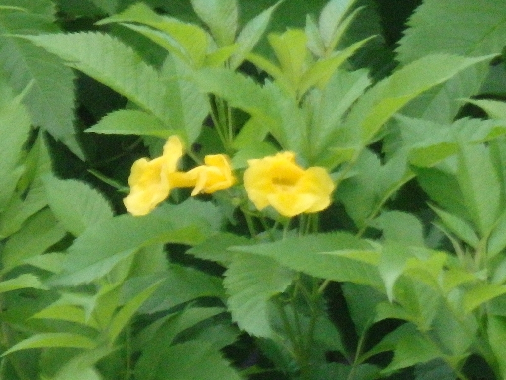 Ginger Thomas (Tecoma stans)