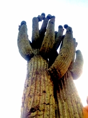 Cephalocereus macrocephalus